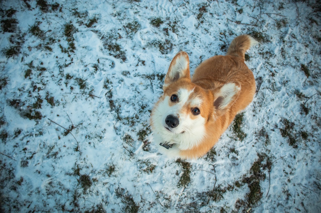 The Personality Traits of the Welsh Corgi